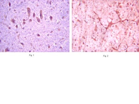 Anti-mGluR8 Antibody serum, from guinea pig