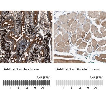 Anti-BAIAP2L1 antibody produced in rabbit Prestige Antibodies&#174; Powered by Atlas Antibodies, affinity isolated antibody, buffered aqueous glycerol solution, Ab2