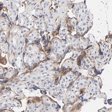 Anti-LRP1 antibody produced in rabbit Prestige Antibodies&#174; Powered by Atlas Antibodies, affinity isolated antibody, buffered aqueous glycerol solution