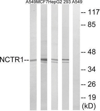 Anti-NCR1 antibody produced in rabbit affinity isolated antibody