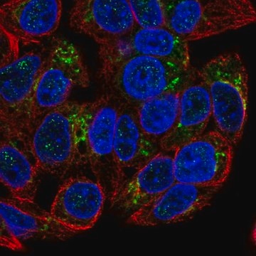 Anti-GDF15 antibody produced in rabbit Prestige Antibodies&#174; Powered by Atlas Antibodies, affinity isolated antibody