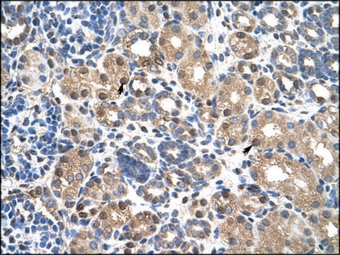 Anti-PBX3 antibody produced in rabbit IgG fraction of antiserum