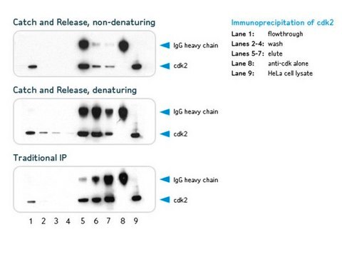 Catch and Release v2.0 Reversible Immunoprecipitation System