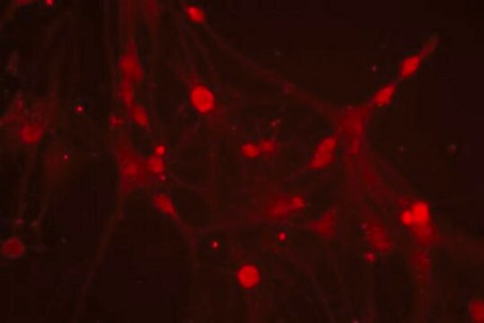 Anti-ATH 1 Antibody Chemicon&#174;, from rabbit