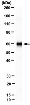 Anti-Tax-1 Antibody, clone Lt-4