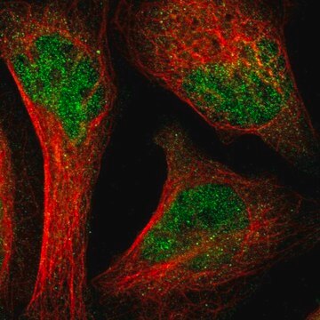 Anti-SH2B3 antibody produced in rabbit Prestige Antibodies&#174; Powered by Atlas Antibodies, affinity isolated antibody, buffered aqueous glycerol solution