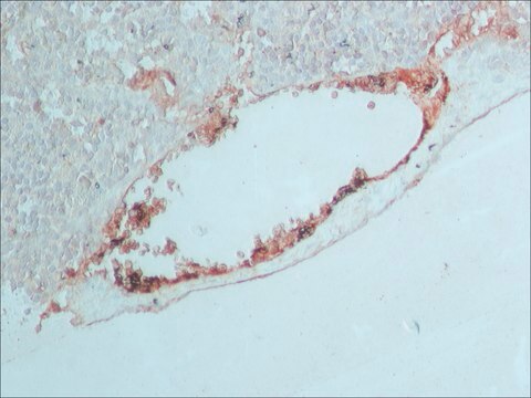 Anti-Goat IgG (whole molecule)–Peroxidase antibody produced in rabbit affinity isolated antibody, buffered aqueous solution