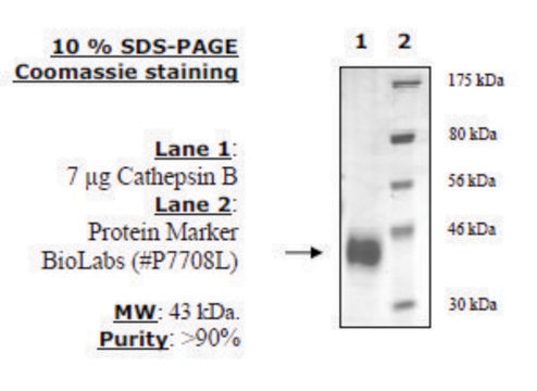 Cathepsin B Active human recombinant, expressed in FreeStyle&#8482; 293-F cells, &#8805;90% (SDS-PAGE)