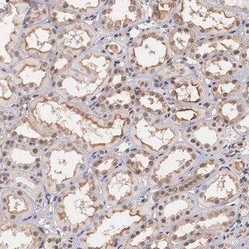 Anti-NR4A2 antibody produced in rabbit Prestige Antibodies&#174; Powered by Atlas Antibodies, affinity isolated antibody, buffered aqueous glycerol solution