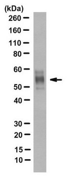 Anti-Tau Antibody, clone TNT-2 clone TNT-2, from mouse