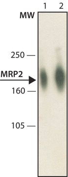 Anti-MRP2 antibody, Mouse monoclonal clone CPR96, purified from hybridoma cell culture