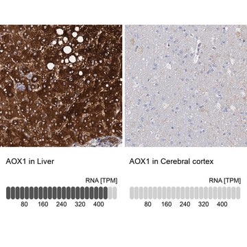 Anti-AOX1 antibody produced in rabbit Prestige Antibodies&#174; Powered by Atlas Antibodies, affinity isolated antibody, buffered aqueous glycerol solution