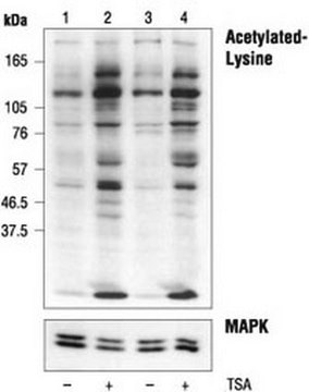 Anti-Acetylated Lysine Rabbit pAb liquid, Calbiochem&#174;