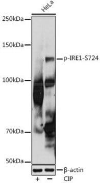 Anti-Phospho-IRE1-S724 antibody produced in rabbit