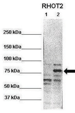 Anti-RHOT2 (N-terminal) antibody produced in rabbit affinity isolated antibody