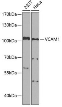 Anti-VCAM1 antibody produced in rabbit