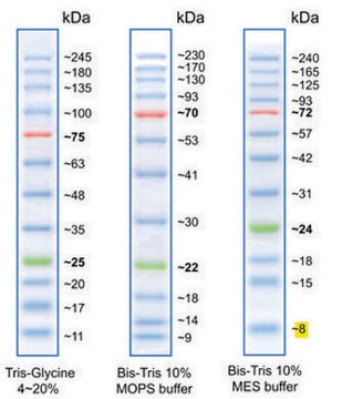 BLUeye Prestained Protein Ladder room temperature stable molecular weight markers