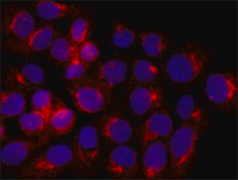 Anti-Acetylcholinesterase (AChE) antibody produced in rabbit IgG fraction of antiserum, buffered aqueous solution