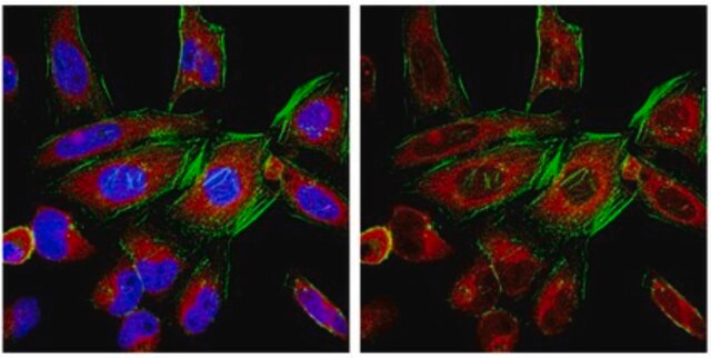 Anti-Ago3 Antibody, clone 4B1-F6 clone 4B1-F6, from mouse