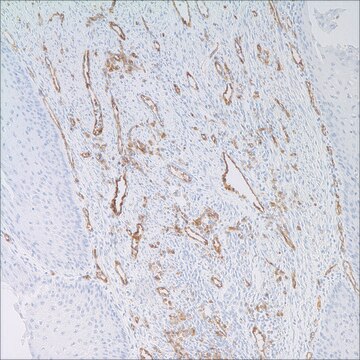 CD31 (JC70) Mouse Monoclonal Antibody