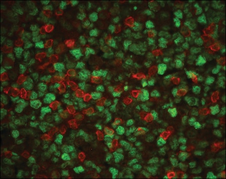 Anti-CD3, T Cell antibody produced in rabbit whole antiserum