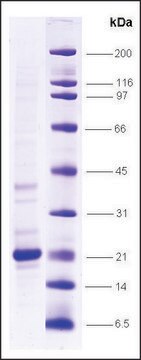 TNF&#945;, low endotoxin, His tagged human recombinant, expressed in E. coli, &#8805;80% (SDS-PAGE)