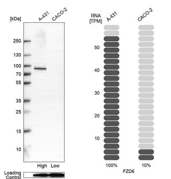 Anti-FZD6 antibody produced in rabbit Prestige Antibodies&#174; Powered by Atlas Antibodies, affinity isolated antibody, buffered aqueous glycerol solution