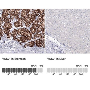 Anti-VSIG1 antibody produced in rabbit Prestige Antibodies&#174; Powered by Atlas Antibodies, affinity isolated antibody, buffered aqueous glycerol solution