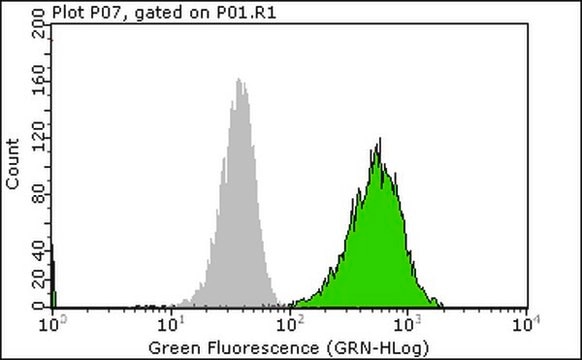 Anti-phospho-EGFR (Tyr1173) Antibody, clone 9H2, Alexa Fluor&#8482; 488 clone 9H2, Upstate&#174;, from mouse