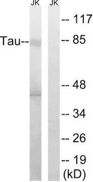 Anti-TAU antibody produced in rabbit affinity isolated antibody