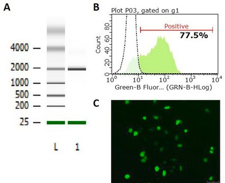 GFP, FLAG-tagged SNRNP70 mRNA