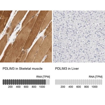 Anti-PDLIM3 antibody produced in rabbit Prestige Antibodies&#174; Powered by Atlas Antibodies, affinity isolated antibody, buffered aqueous glycerol solution