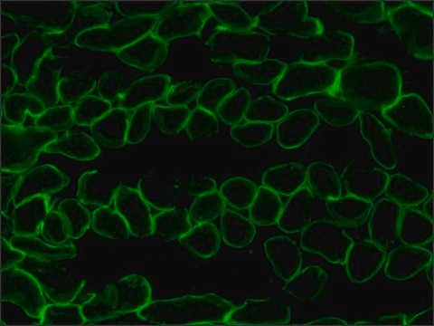 Anti-Laminin-2 (&#945;-2 Chain) antibody, Rat monoclonal clone 4H8-2, purified from hybridoma cell culture