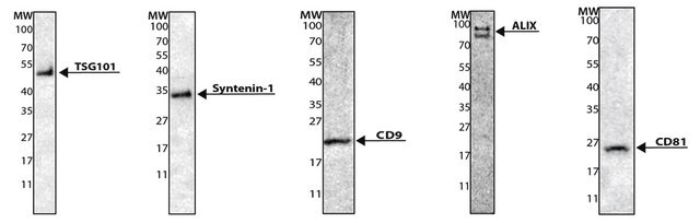 Exosome standards, fluorescent recombinant, expressed in human cells