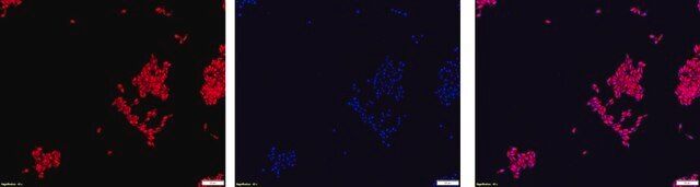 Yeast FISH probe-Cy3 Probe for fluorescence in situ hybridization (FISH), 20&#181;M in water