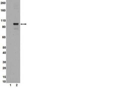 Anti-phospho-STAT5A/B (Tyr694/699) Antibody, clone A11W, rabbit monoclonal culture supernatant, clone A11W, from rabbit