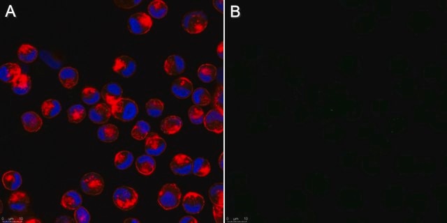 Anti-Influenza A Antibody, nucleoprotein, clones A1, A3 Blend ascites fluid, Chemicon&#174;, from mouse