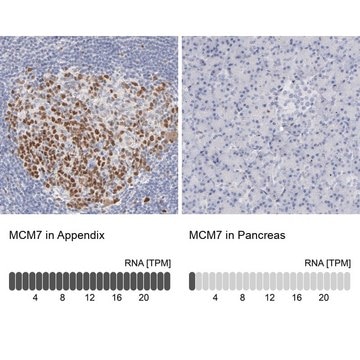 Anti-MCM7 antibody produced in rabbit Prestige Antibodies&#174; Powered by Atlas Antibodies, affinity isolated antibody, buffered aqueous glycerol solution