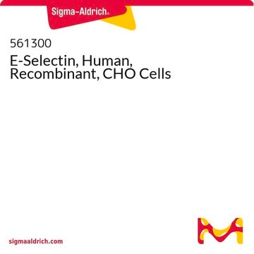 E-Selectin, Human, Recombinant, CHO Cells