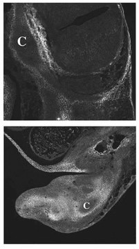 Anti-Versican Antibody, a.a. 535-598 of mouse versican Chemicon&#174;, from rabbit