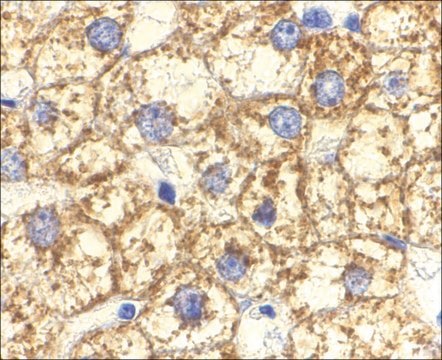 Anti-Akt1 antibody produced in rabbit affinity isolated antibody, buffered aqueous solution