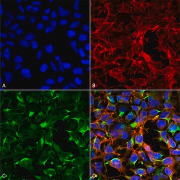 Monoclonal Anti-Dityrosine antibody produced in mouse clone 7D4