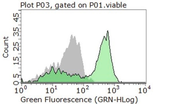 Anti-MSR1/CD204 Antibody from rabbit, purified by affinity chromatography