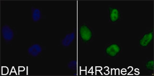 Anti-Histone H4R3me2s antibody produced in rabbit affinity isolated antibody