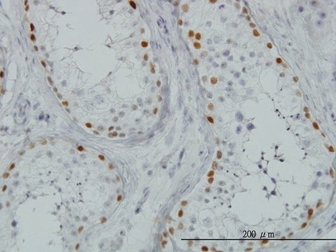 Monoclonal Anti-SALL4 antibody produced in mouse clone 6E3, purified immunoglobulin, buffered aqueous solution