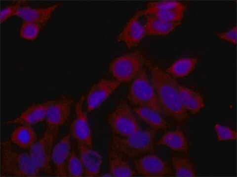 Anti-eRF3a/GSPT1 antibody produced in rabbit ~1&#160;mg/mL, affinity isolated antibody, buffered aqueous solution