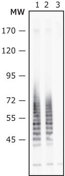 Anti-Escherichia coli O111:B4 LPS, Mouse monoclonal clone Ecco14, purified from hybridoma cell culture