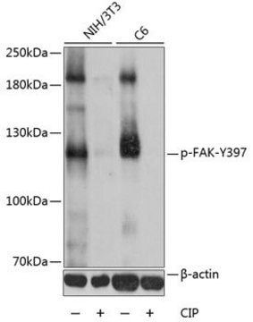 Anti-Phospho-FAK-Y397 antibody produced in rabbit