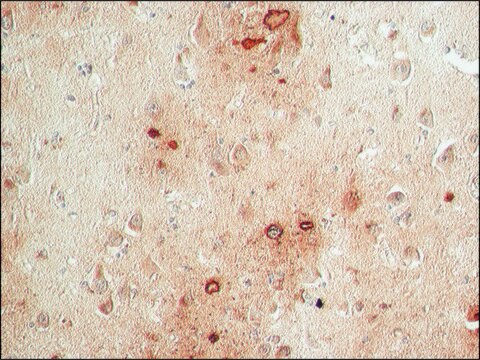 Anti-Presenilin-1 (S182) antibody produced in rabbit IgG fraction of antiserum, buffered aqueous solution