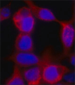 Monoclonal Anti-polyHistidine antibody produced in mouse clone HIS-1, purified immunoglobulin